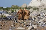 BASSET FAUVE DE BRETAGNE 049